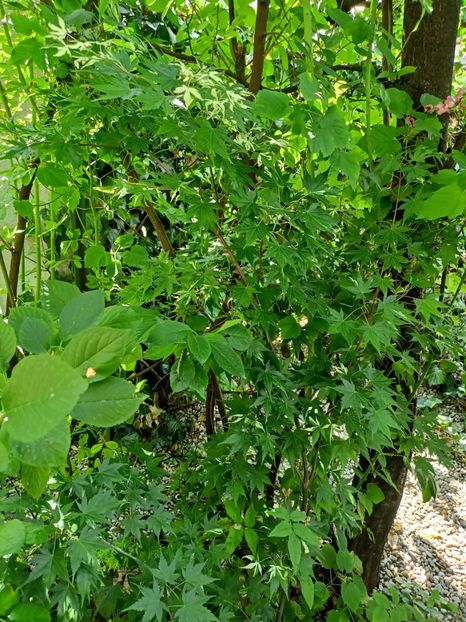 Taiyo-Nishiki - Arțari