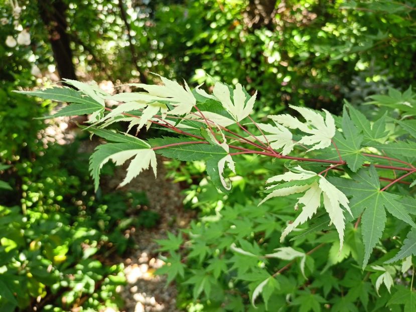 Asahi-Zuru - Arțari