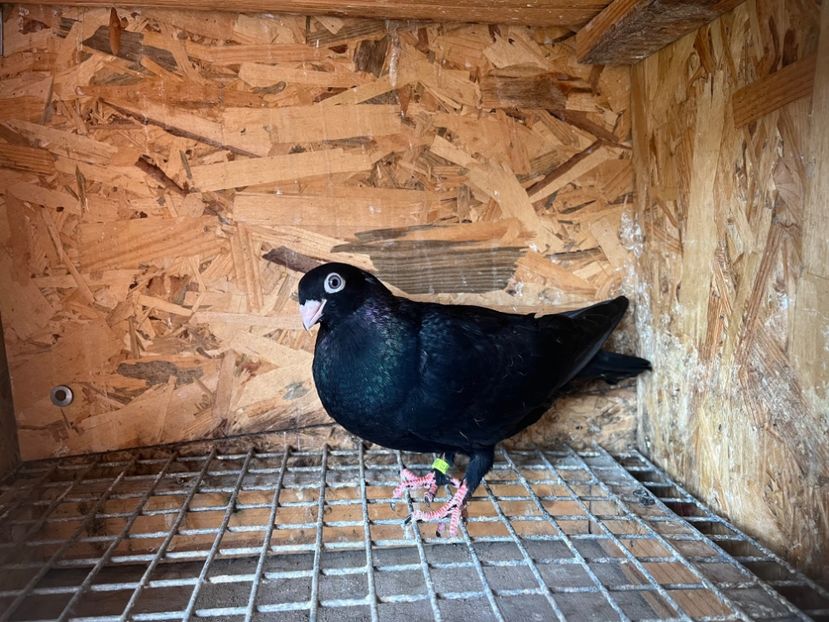 2736/23 - 6-lot zbor 2023