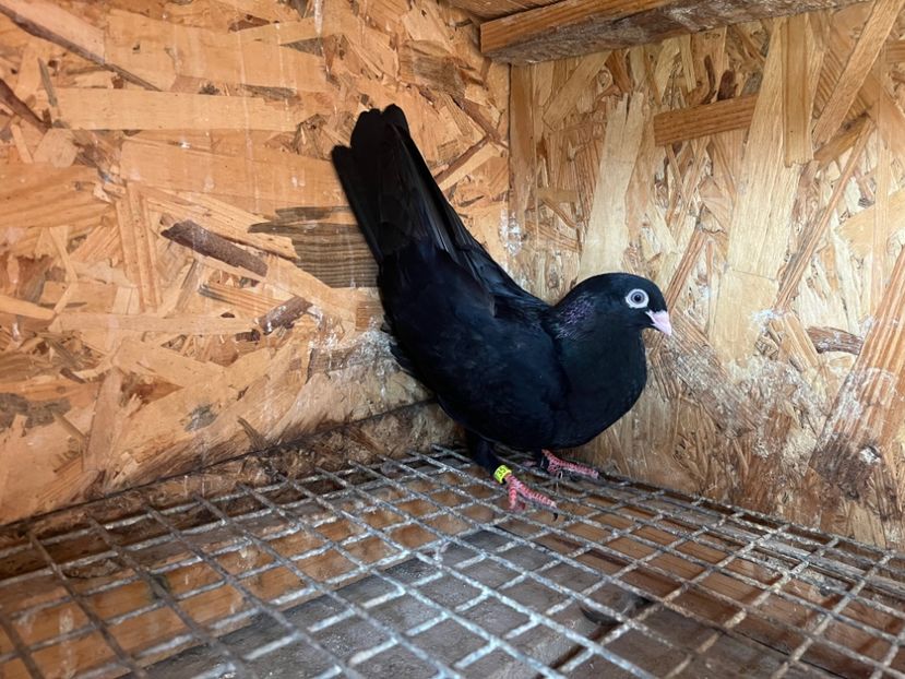 2735/23 - 6-lot zbor 2023