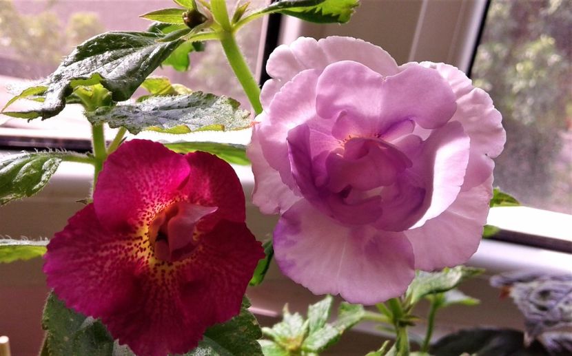  - 000018 ACHIMENES