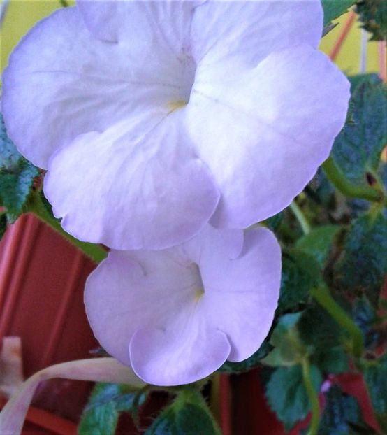  - 000018 ACHIMENES