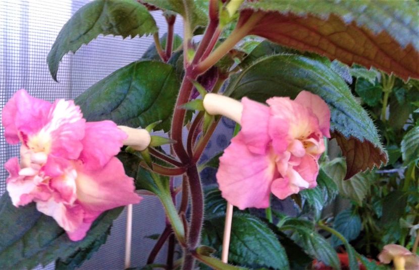  - 000018 ACHIMENES