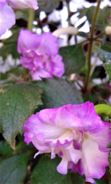  - 000018 ACHIMENES