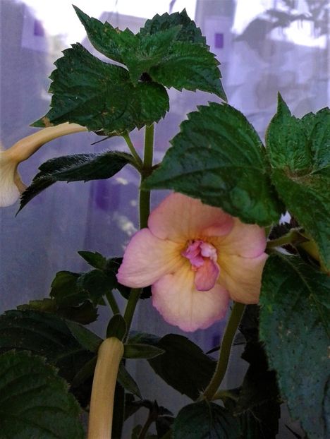  - 000018 ACHIMENES