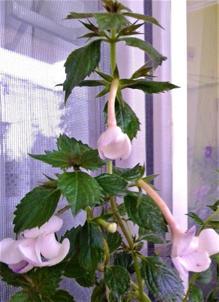  - 000018 ACHIMENES