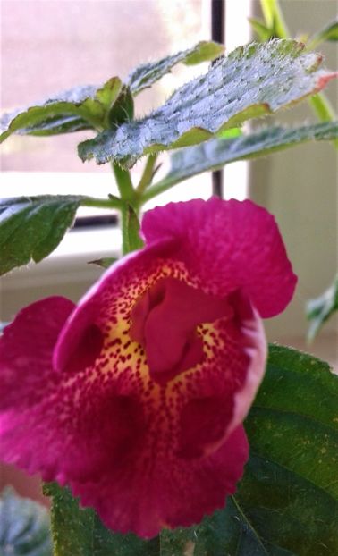  - 000018 ACHIMENES