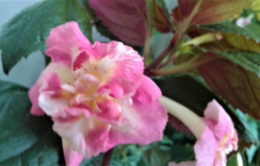 - 000018 ACHIMENES
