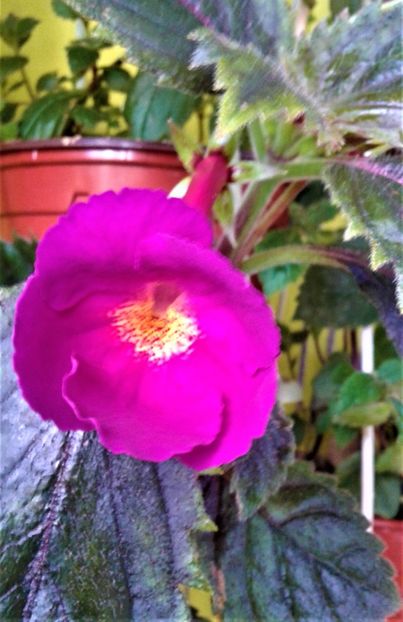  - 000018 ACHIMENES