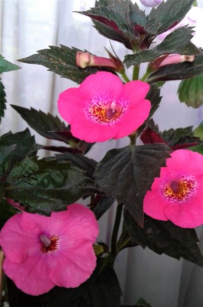  - 000018 ACHIMENES