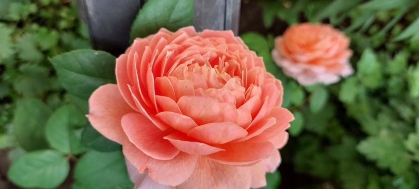 Eisvogell - Trandafiri 2023