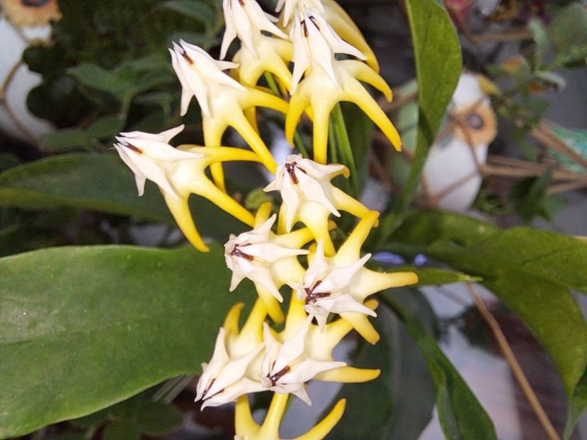  - Hoya multiflora