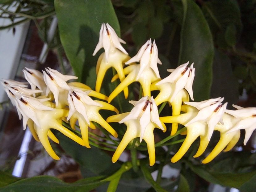 - Hoya multiflora