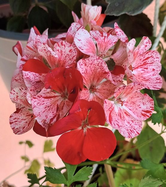 Din piață - Muscate