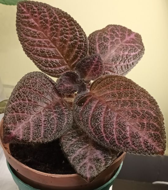 Din frunza de anul trecut - Kee Wee