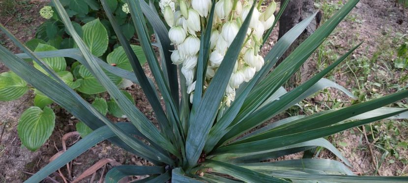 Yucca remontanta - B Plante ierboase perene suculente ierburi decorative ferigi de vanzare