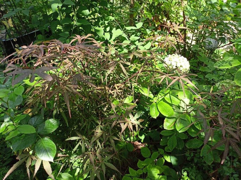 Hubbs Red Willow - Grădina 2023 continuare 4