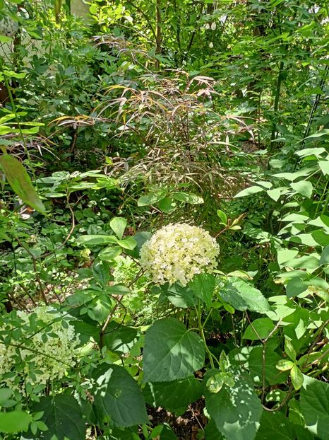 Hubbs Red Willow - Grădina 2023 continuare 4