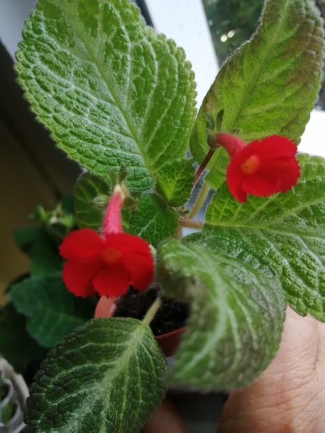  - EPISCIA