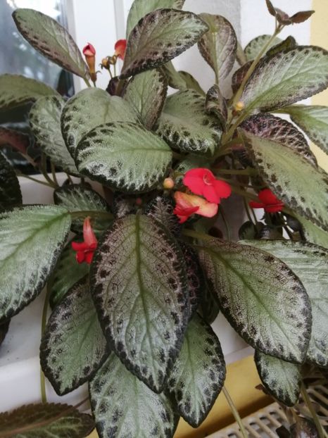  - EPISCIA