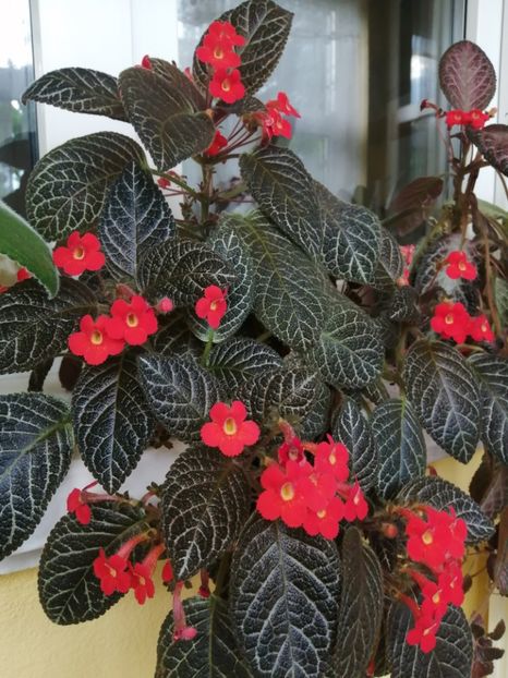  - EPISCIA