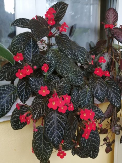  - EPISCIA