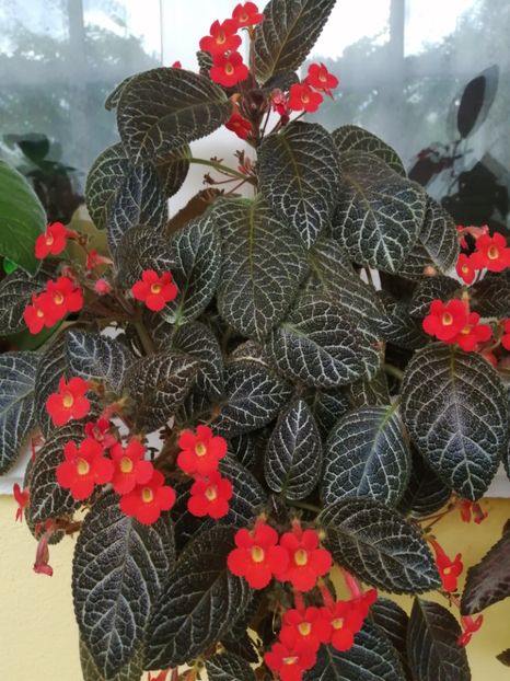  - EPISCIA