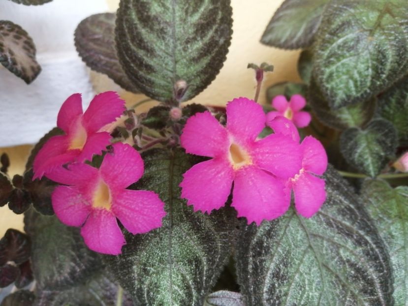  - EPISCIA