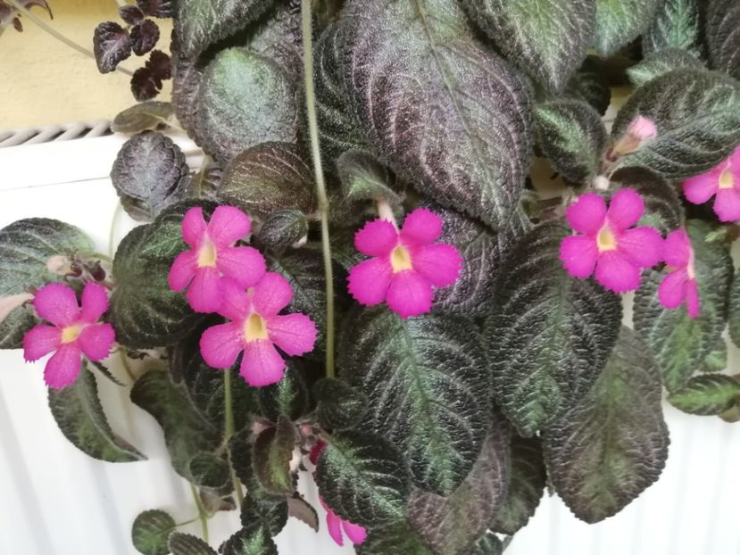 - EPISCIA