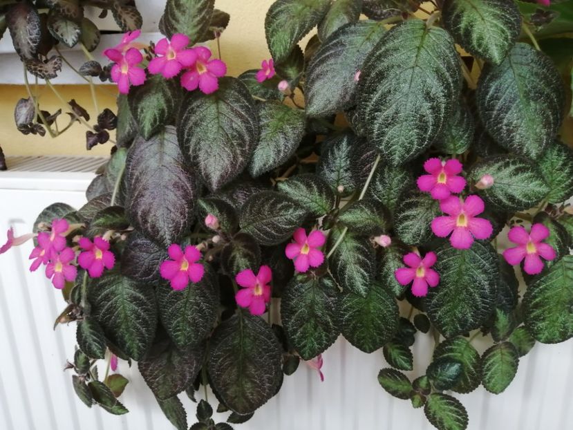  - EPISCIA