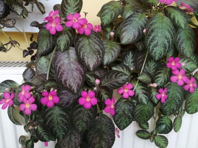  - EPISCIA