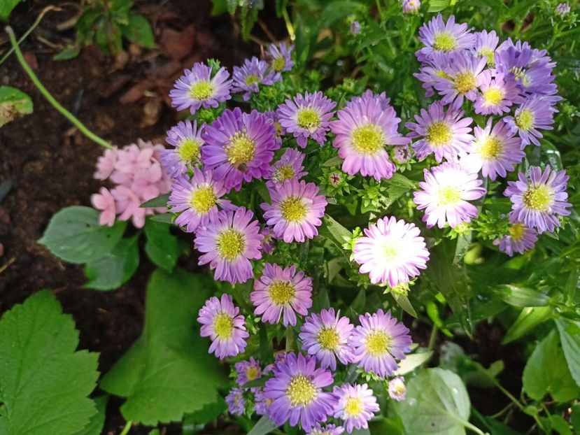 23.07.2023 novi-belgii - Aster