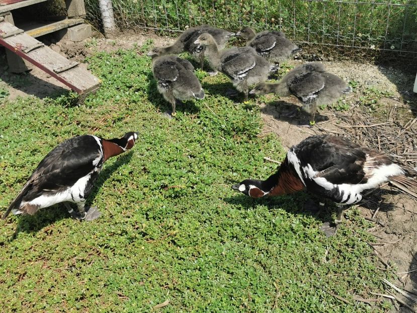  - Giste cu Gitul Roșu Branta Ruficollis