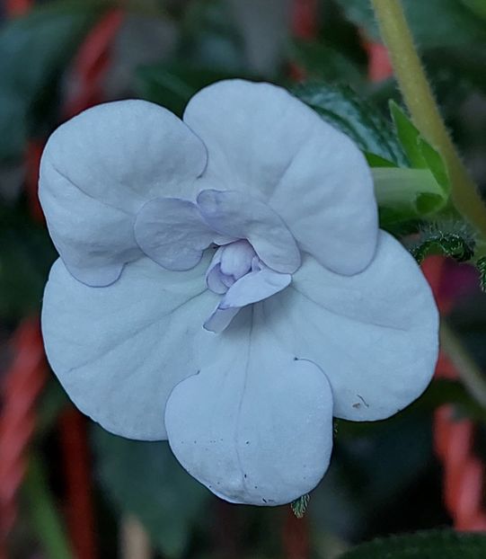  - Double Picotte Rose