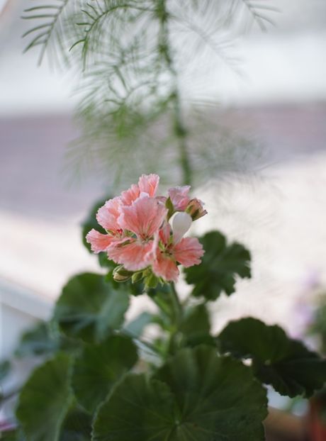 Pukin Kili - Mușcate