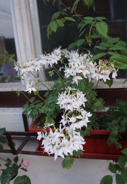 Arctic Star - Mușcate