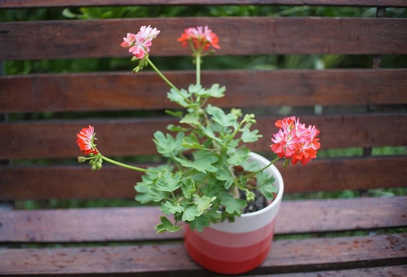 Don Chiverton - Mușcate