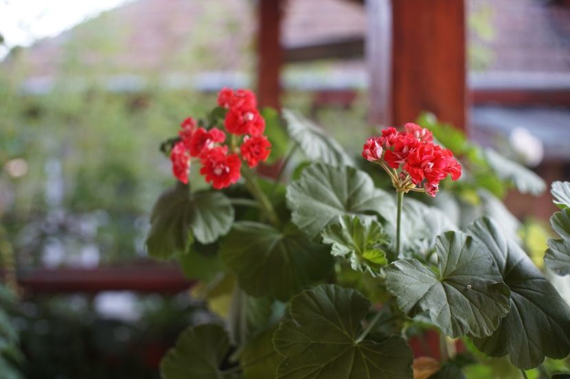 Red rambler - Mușcate