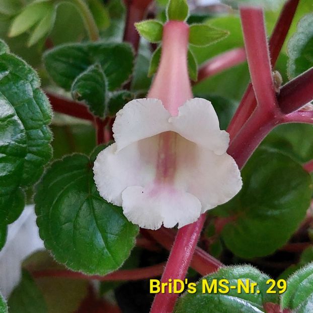 Img-2023.07.11 - Sinningia din semințe hibrizi Dna Dietze 2023