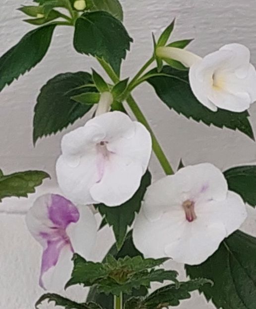  - RF-S MEXICAN VELVET WHITE