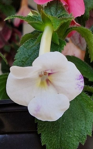  - Rfs Mexican Velvet White
