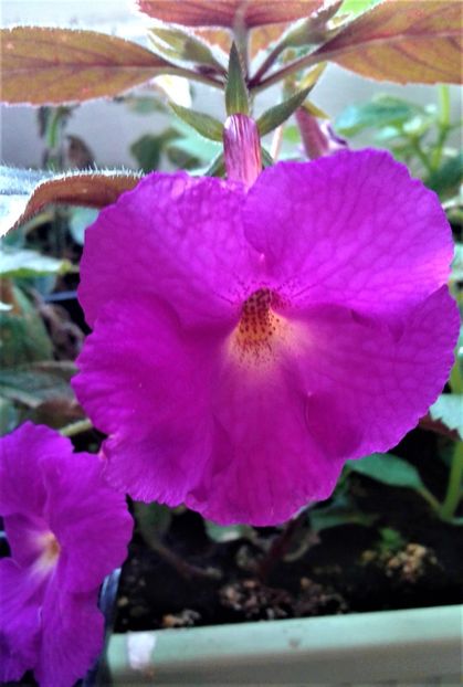  - achi 20245 iem 1985