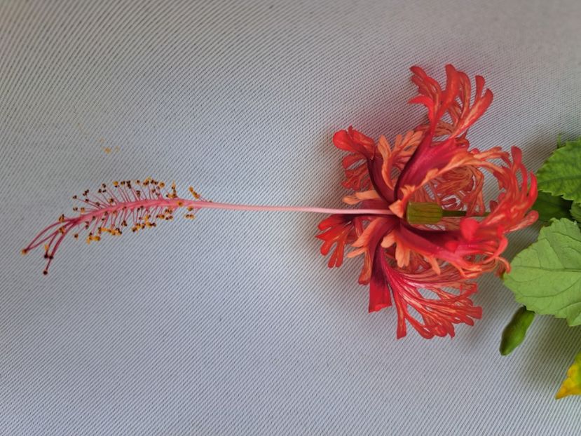  - Hibiscus Schizopetalus