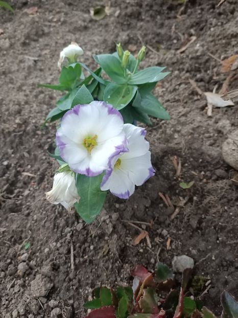  - Grădina mea