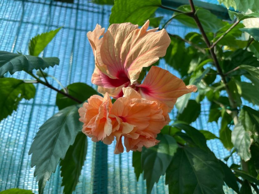 C51C5500-3308-469A-86AE-77DA0706BA01 - El Capitolio