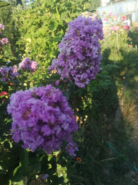 mov - arbori ornamentali 2023