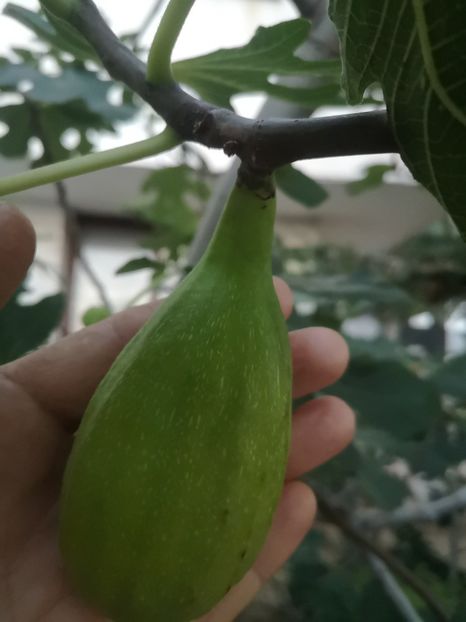 Lungo del Portugal - arbori fructiferi 2023