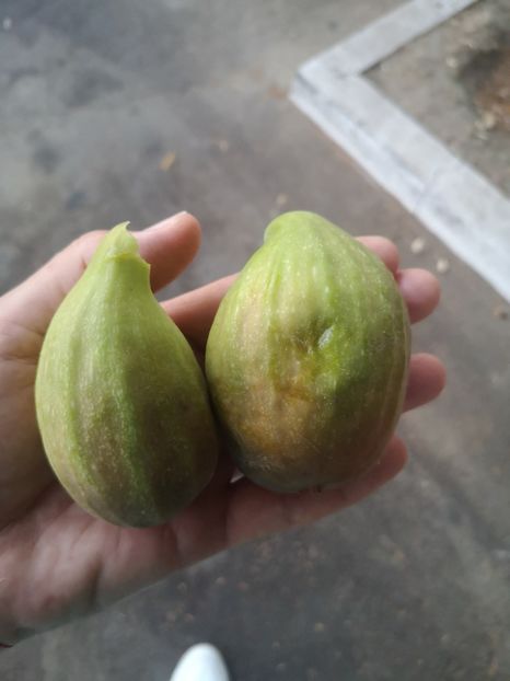  - arbori fructiferi 2023