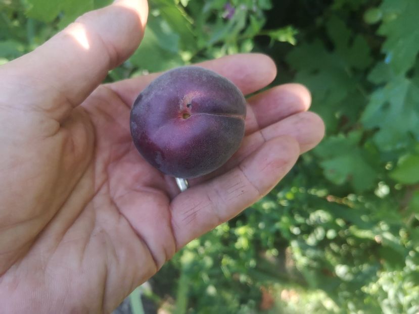 caisa neagra - arbori fructiferi 2023