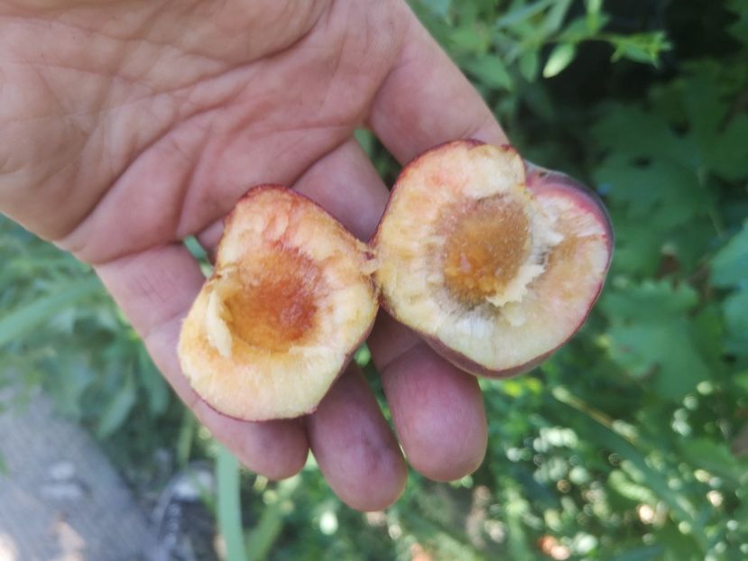  - arbori fructiferi 2023